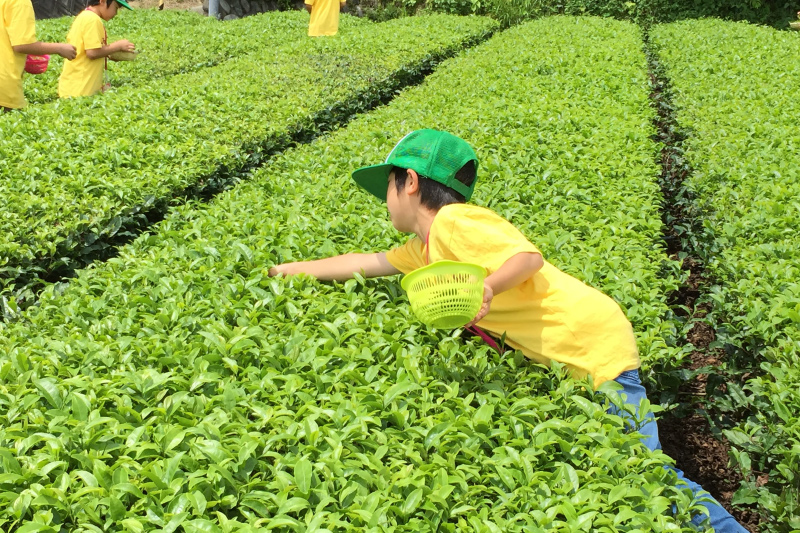 茶樹の生命に学ぶ